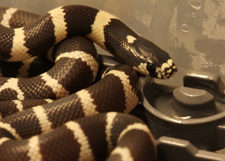 California Kingsnake